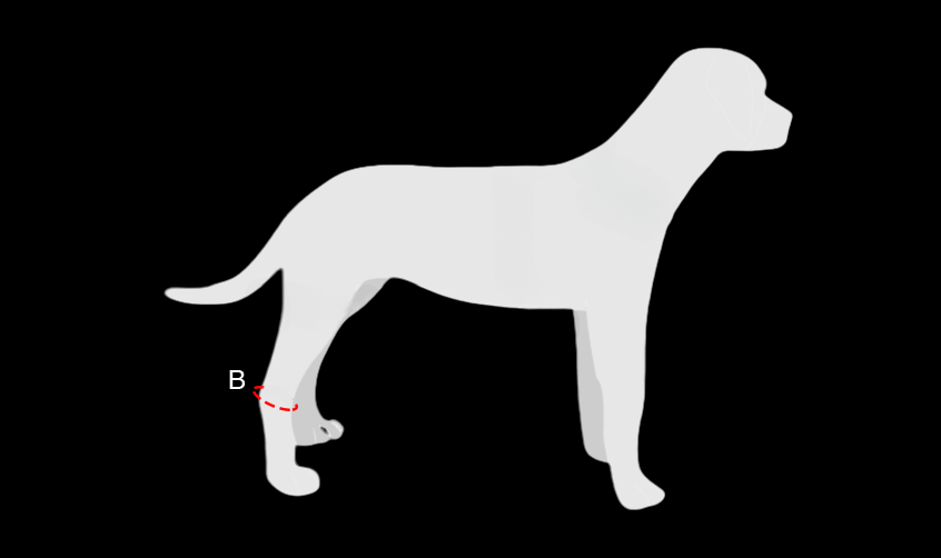 Rear Hock Brace for Dogs