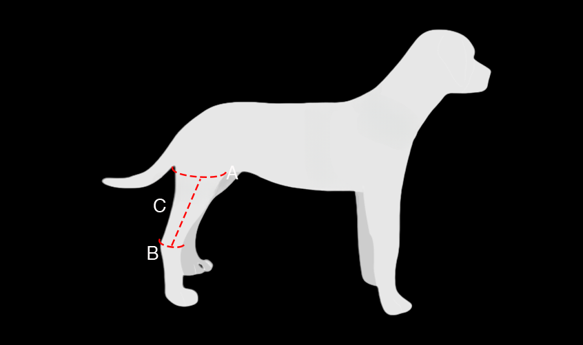 Dog Back Leg Brace for Arthritis