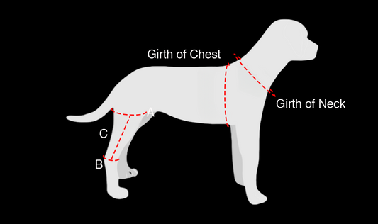 Dog Anterior Cruciate Ligament Tear Brace